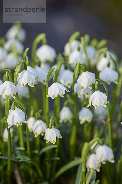 Großes Schneeglöckchen  Leucojum vernum  Oberpfalz  Bayern  Deutschland  Europa