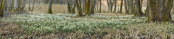 Großes Schneeglöckchen  Leucojum vernum  Oberpfalz  Bayern  Deutschland  Europa