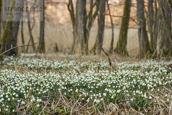 Großes Schneeglöckchen  Leucojum vernum  Oberpfalz  Bayern  Deutschland  Europa