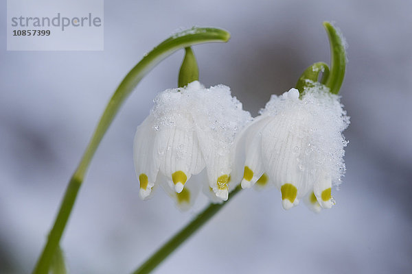 Großes Schneeglöckchen  Leucojum vernum  Oberpfalz  Bayern  Deutschland  Europa