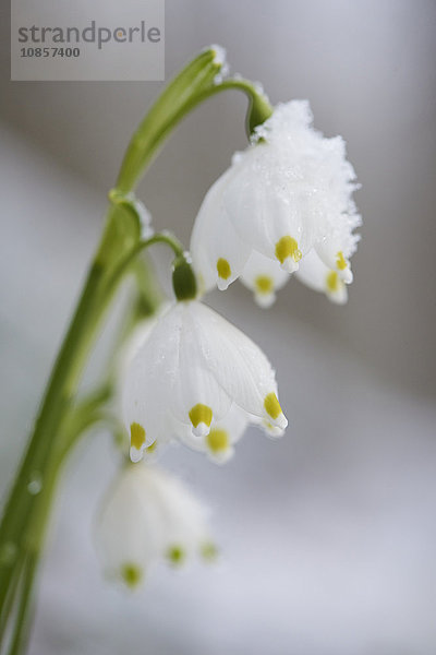 Großes Schneeglöckchen  Leucojum vernum  Oberpfalz  Bayern  Deutschland  Europa