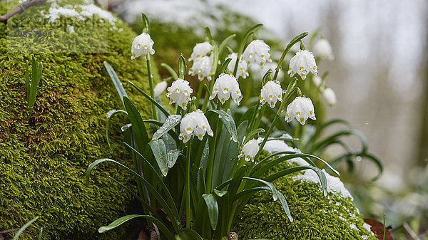 Großes Schneeglöckchen  Leucojum vernum  Oberpfalz  Bayern  Deutschland  Europa