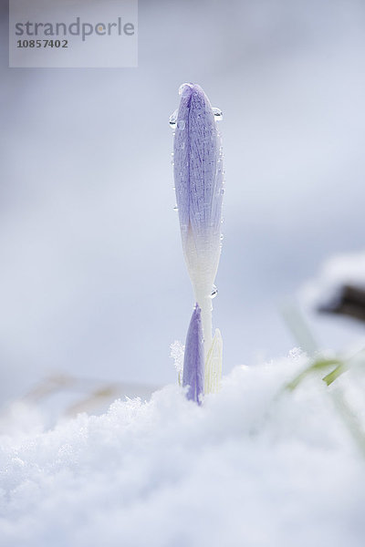 Krokus  Oberpfalz  Bayern  Deutschland  Europa