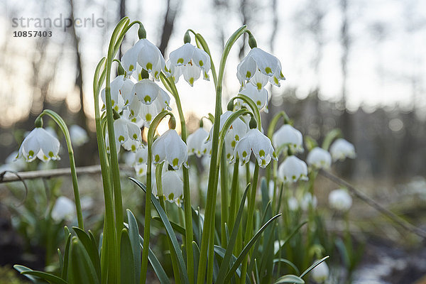 Großes Schneeglöckchen  Leucojum vernum  Oberpfalz  Bayern  Deutschland  Europa