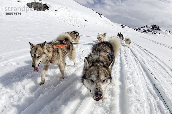 Schlittenhunde ziehen Schlitten  Grönland  Europa
