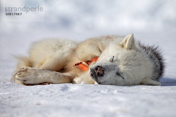 Schlittenhund schläft  Sermilikfjord  Grönland  Europa