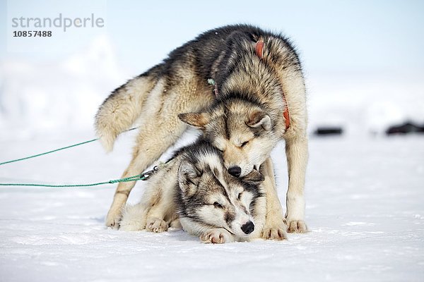 Zwei Schlittenhunde spielen  Sermilikfjord  Grönland  Europa