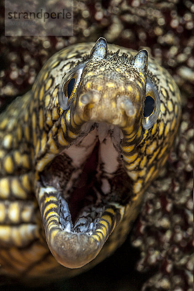 Leopardmuräne  Muraena lentiginosa  Playa del Coco  Costa Rica  Mittelamerika  Amerika
