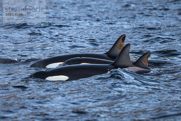 Drei Orcas  Atlantik  nahe Andenes  Andoya  Vesteralen  Norwegen  Europa