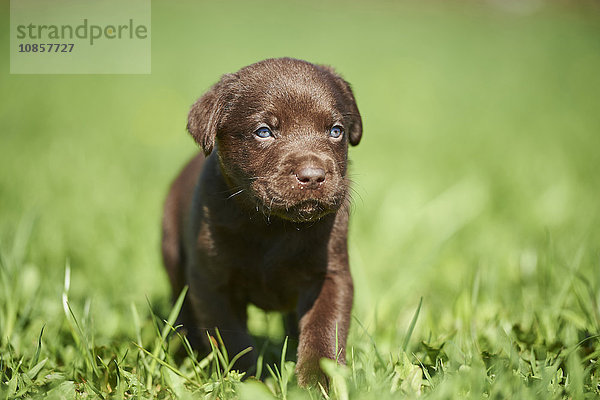 Labradorwelpe  Bayern  Deutschland  Europa