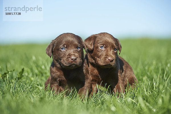 Zwei Labradorwelpen  Bayern  Deutschland  Europa