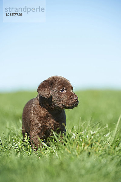 Labradorwelpe  Bayern  Deutschland  Europa