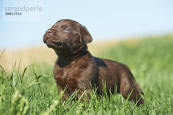 Labradorwelpe  Bayern  Deutschland  Europa