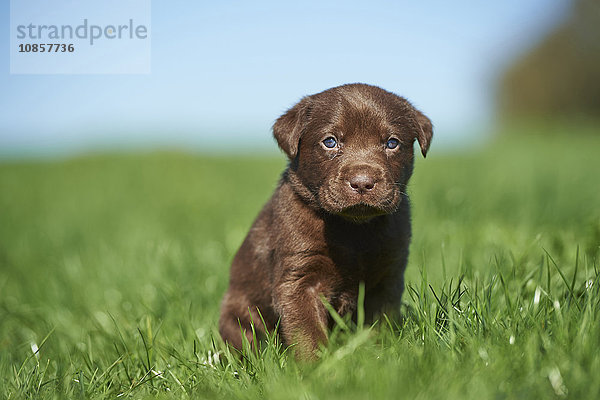 Labradorwelpe  Bayern  Deutschland  Europa