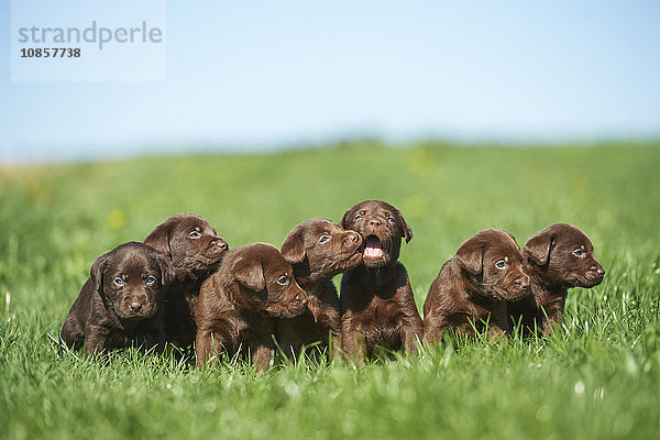 Sieben Labradorwelpen  Bayern  Deutschland  Europa