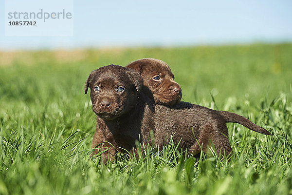 Zwei Labradorwelpen  Bayern  Deutschland  Europa