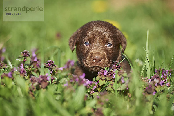 Labradorwelpe  Bayern  Deutschland  Europa