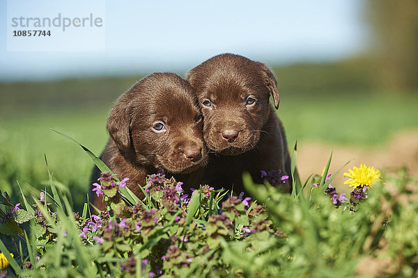 Zwei Labradorwelpen  Bayern  Deutschland  Europa