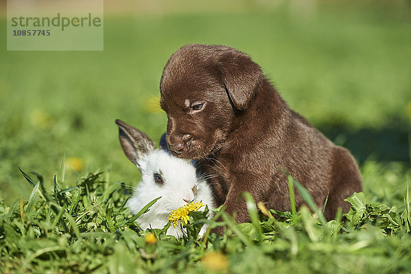 Labradorwelpe und Kaninchen  Bayern  Deutschland  Europa