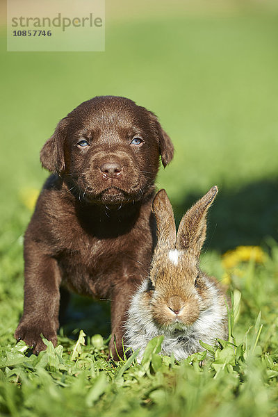 Labradorwelpe und Kaninchen  Bayern  Deutschland  Europa