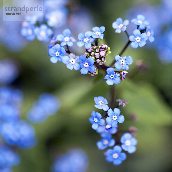 Nahaufnahme von winzigen blauen Vergissmeinnichtblüten am Ast