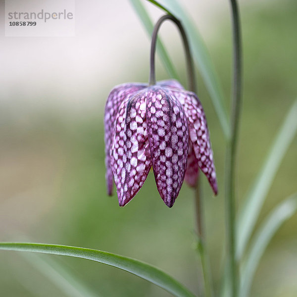 Nahaufnahme der violett-weißen Schlangenkopf-Falterblüte