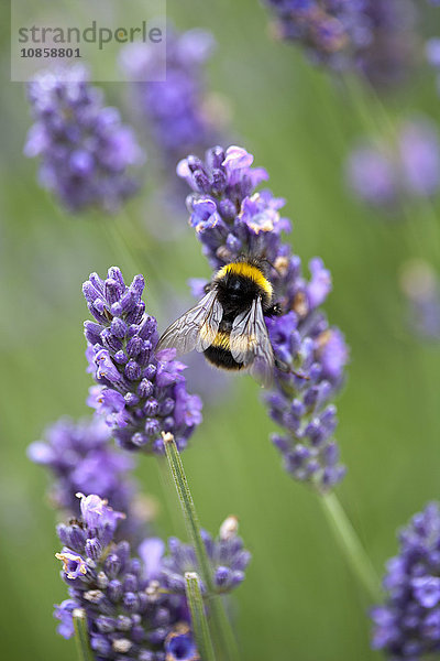 Hummel bestäubend lila Lavendelblüten