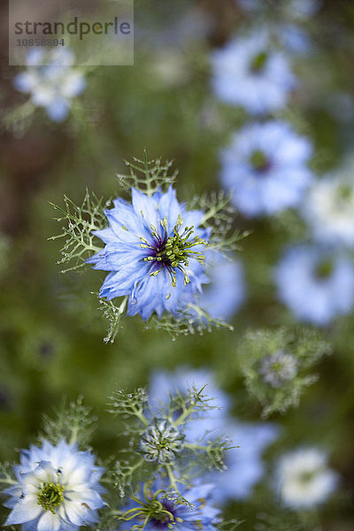 Nahaufnahme der blauen Nigella-Blume