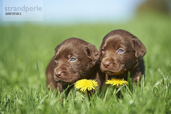 Zwei Labradorwelpen  Bayern  Deutschland  Europa