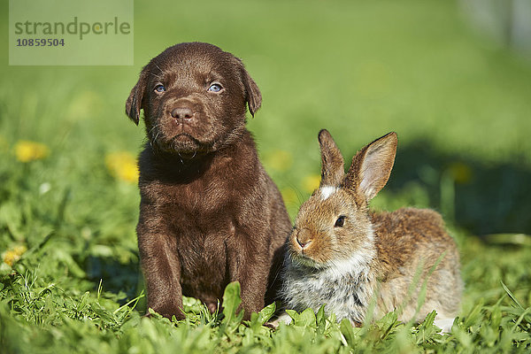 Labradorwelpe und Kaninchen  Bayern  Deutschland  Europa