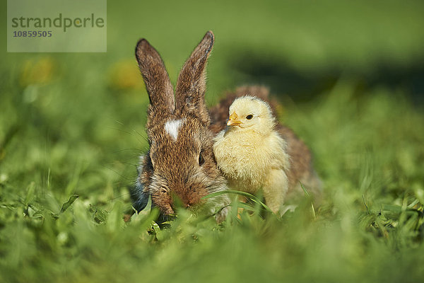 Kaninchen und Küken  Bayern  Deutschland  Europa