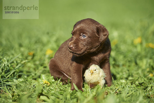 Labradorwelpe und Küken  Bayern  Deutschland  Europa