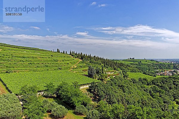 Castello Medievale  Soave  Venetien  Italien  Europa