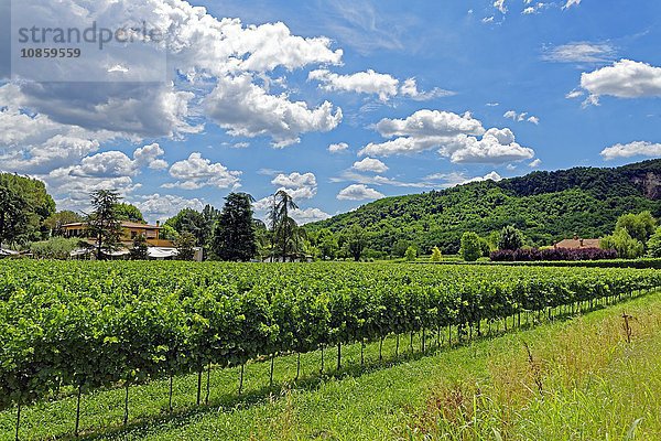 Villa Draghi und Weinberge  Montegrotto Terme  Venetien  Italien  Europa