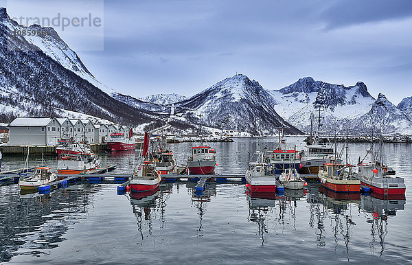 Fischerboote im Hafen  Husoy  Senja  Troms  Norwegen  Europa