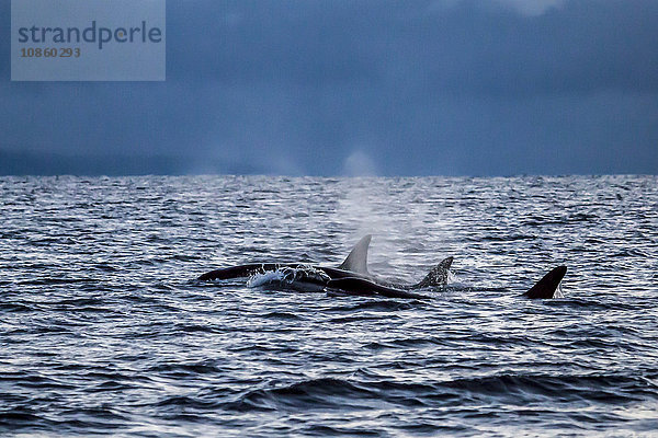 Drei Schwertwale  Orcinus orca  nahe Andenes  Andoya  Norwegen  Europa