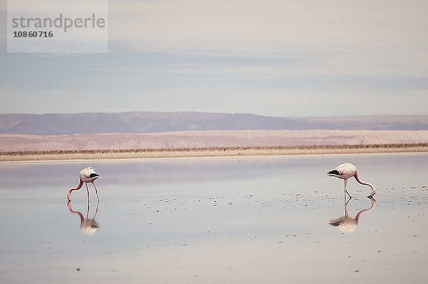 Flamingos  Salar de Atacama  Chile