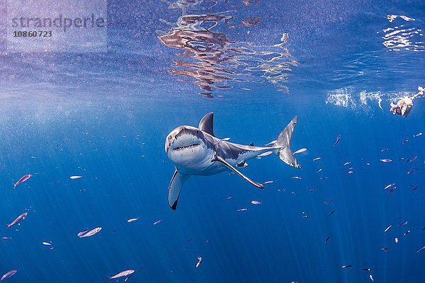 Unterwasser-Frontansicht des Weißen Haies mit Blick in die Kamera