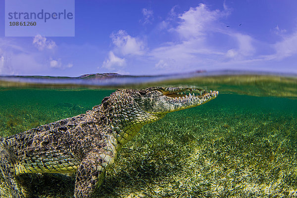 Unterwasseransicht eines Krokodils an der Meeresoberfläche  Chinchorro Banks  Mexiko