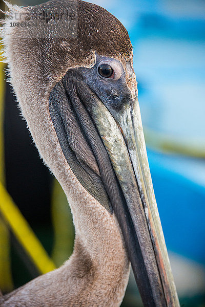 Brauner Pelikan (Pelecanus Occidentalis)