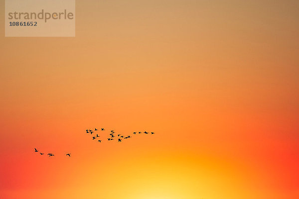 Silhouette eines Vogelschwarms am orangefarbenen Himmel bei Sonnenuntergang