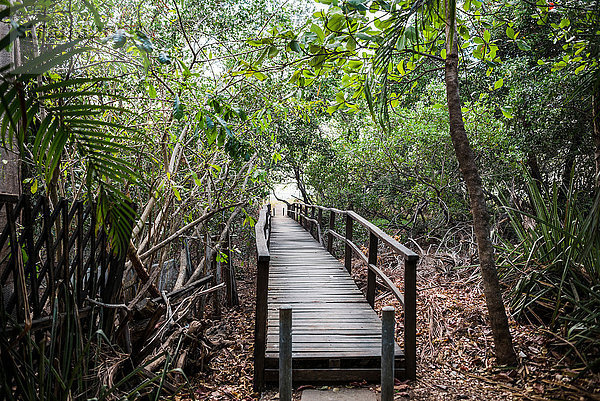 Fußgängerbrücke durch den Regenwald zum Strand von Tamarindo  Guancaste  Costa Rica