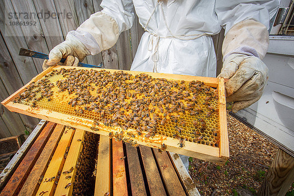 Imker hält Bienenstockrahmen mit Bienen  Mittelteil