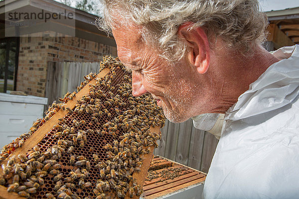 Imker untersucht Bienenstockrahmen