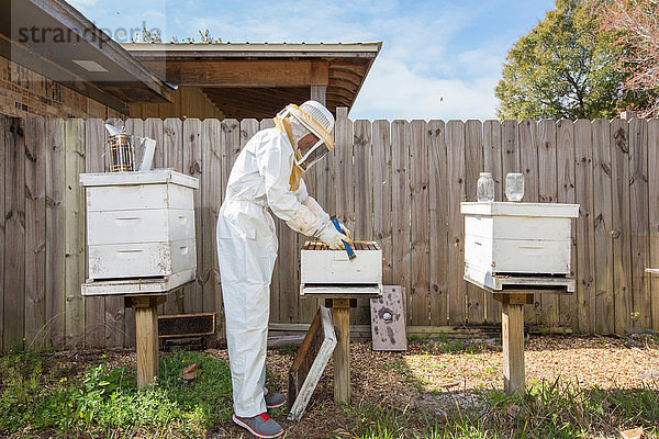 Imker entfernt Rahmen aus dem Bienenstock