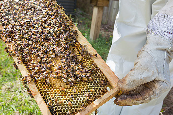 Imker hält Bienenstockrahmen mit Bienen  Nahaufnahme