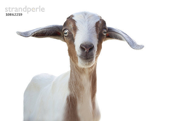 Studioporträt einer niedlichen Ziege vor weißem Hintergrund