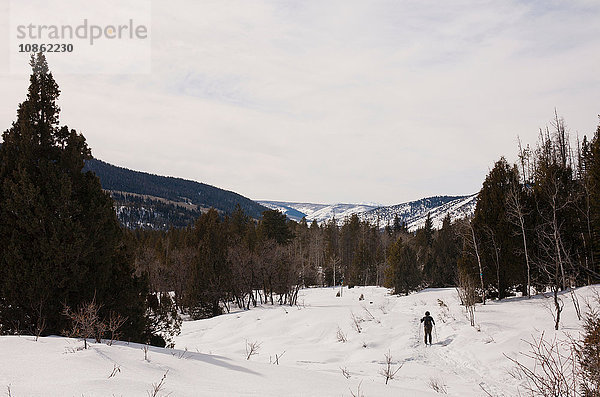 Skilangläufer  High Uinta Wilderness  Utah  USA