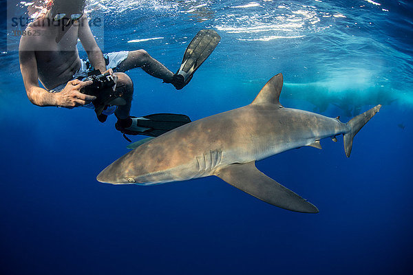 Schnorchler beim Fotografieren eines Seidenhais (Carcharhinus falciformis)  Roca Partida  Colima  Mexiko