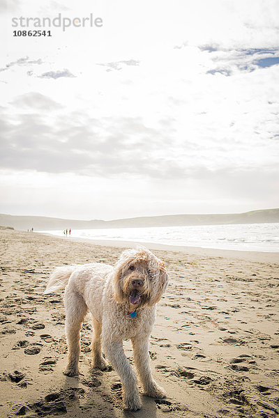 Porträt eines süßen Hundes am Strand  Dillon Beach  Kalifornien  USA